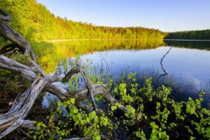 Jezioro Jasne w rezerwacie przyrody Jasne w Parku Krajobrazowym Pojezierza Iławskiego